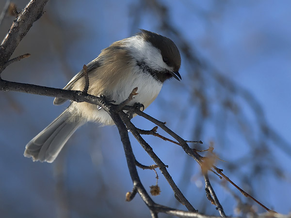 Lapintiainen, Grey-headed Chickadee, Poecile cinctus